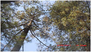 nuestra variedad de pinos