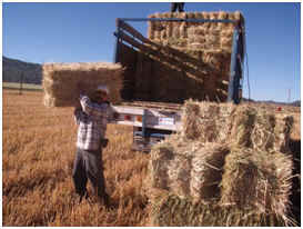 pacas de avena